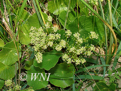 Hydrocotyle bonariensis (Coastal Plain Pennywort)